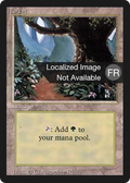 Forest (FBB-305) - Foreign Black Border