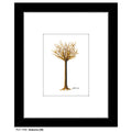 Seasons (08), Print (#7482A)