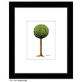 Seasons (08), Print (#7480B)