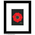 Anemone Red Close-Up, Print (#7269A)