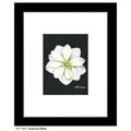 Anemone White, Print (#7267A)