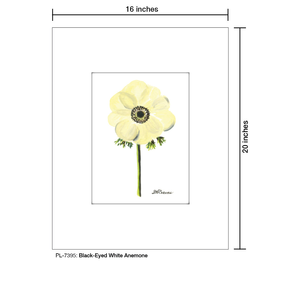 Black-Eyed White Anemone, Print (#7395D)