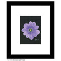 Anemone Light Purple, Print (#7264A)