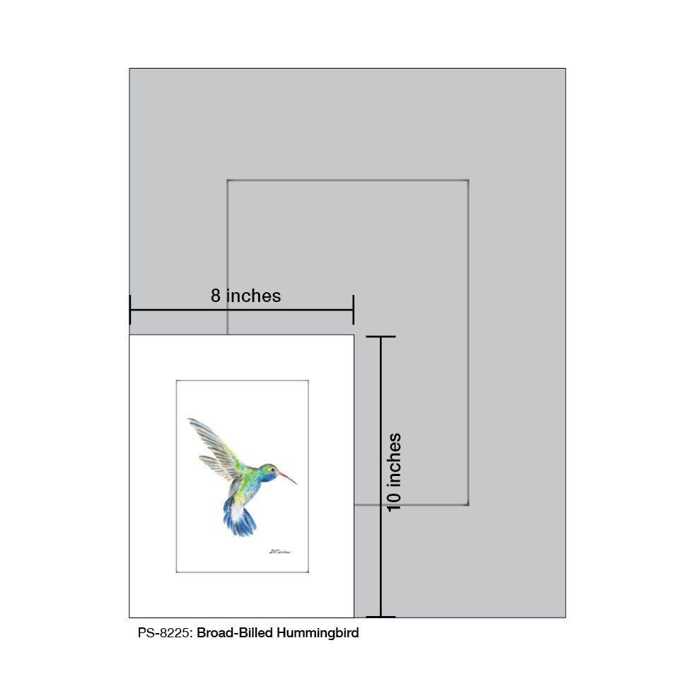 Broad-Billed Hummingbird, Print (#8225G)