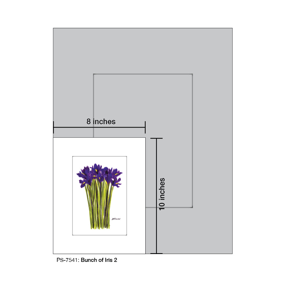 Bunch of Iris 2, Print (#7541A)