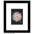 Cactus Flowered Dahlia, Print (#7261A)