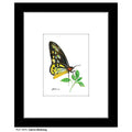Cairns Birdwing, Print (#7675E)