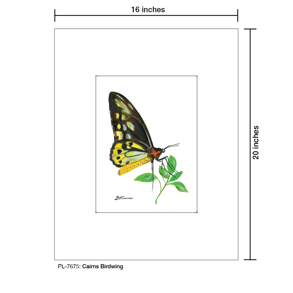 Cairns Birdwing, Print (#7675E)