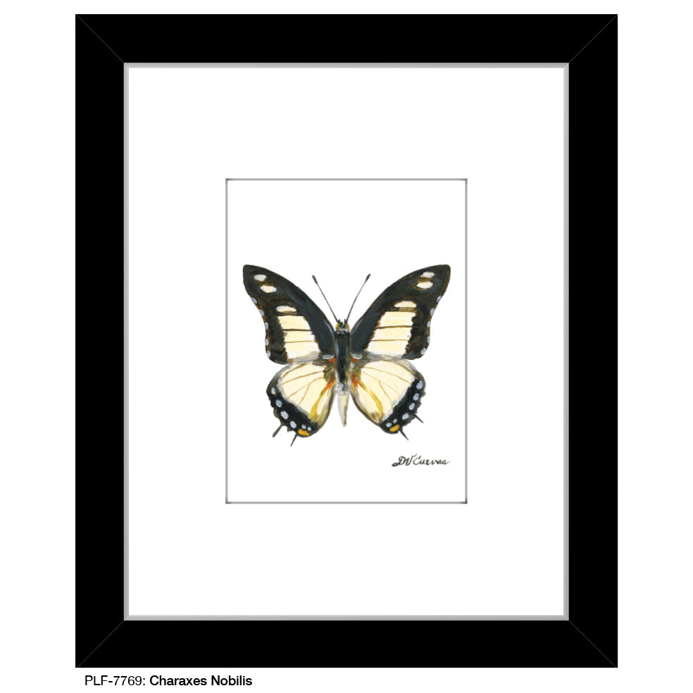 Charaxes Nobilis Butterfly, Print (#7769B)