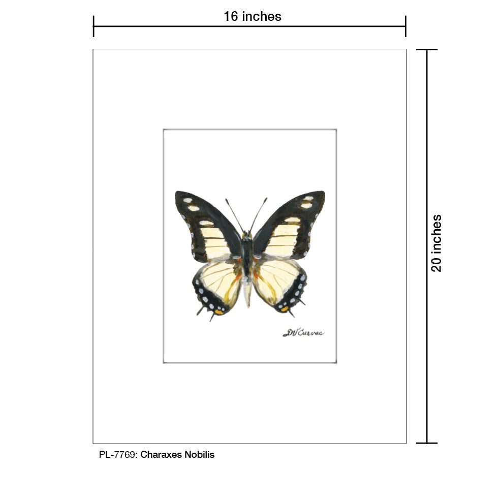 Charaxes Nobilis Butterfly, Print (#7769B)