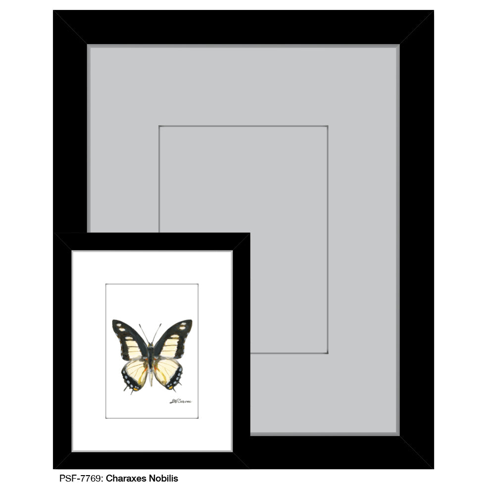 Charaxes Nobilis Butterfly, Print (#7769B)