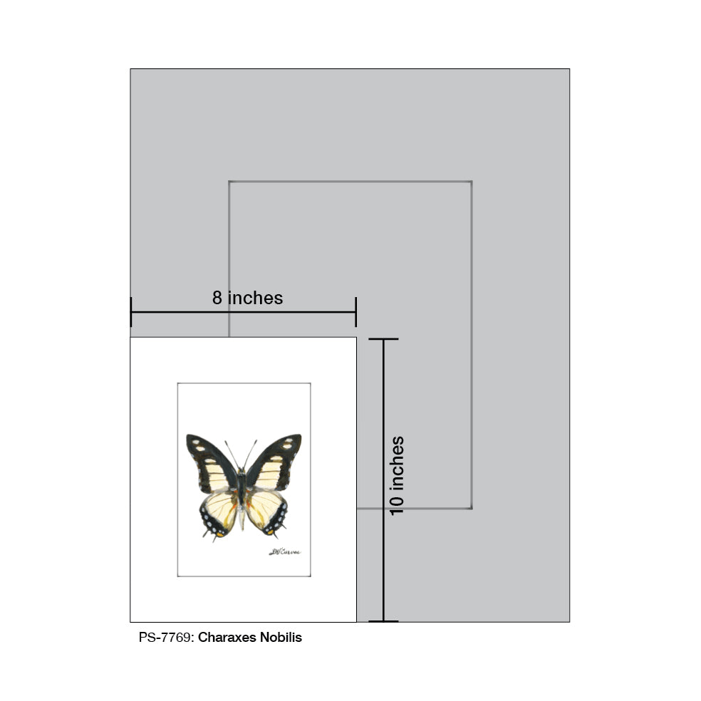 Charaxes Nobilis Butterfly, Print (#7769B)
