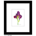 Deep Purple Iris, Print (#7710A)