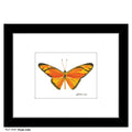 Dryas Julia Butterfly, Print (#7767B)