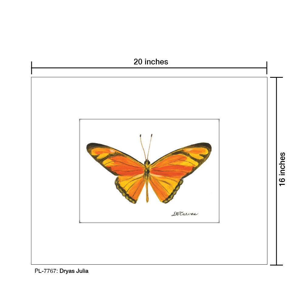 Dryas Julia Butterfly, Print (#7767B)