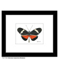 Heliconius Clysonimus Montanus Butterfly, Print (#7768A)