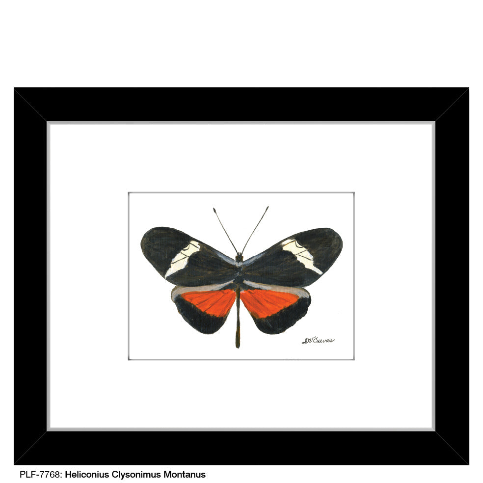 Heliconius Clysonimus Montanus Butterfly, Print (#7768A)