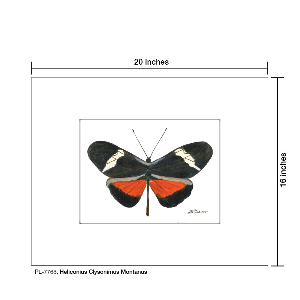 Heliconius Clysonimus Montanus Butterfly, Print (#7768A)