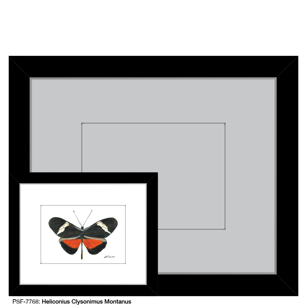 Heliconius Clysonimus Montanus Butterfly, Print (#7768A)