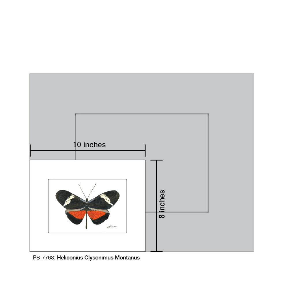 Heliconius Clysonimus Montanus Butterfly, Print (#7768A)