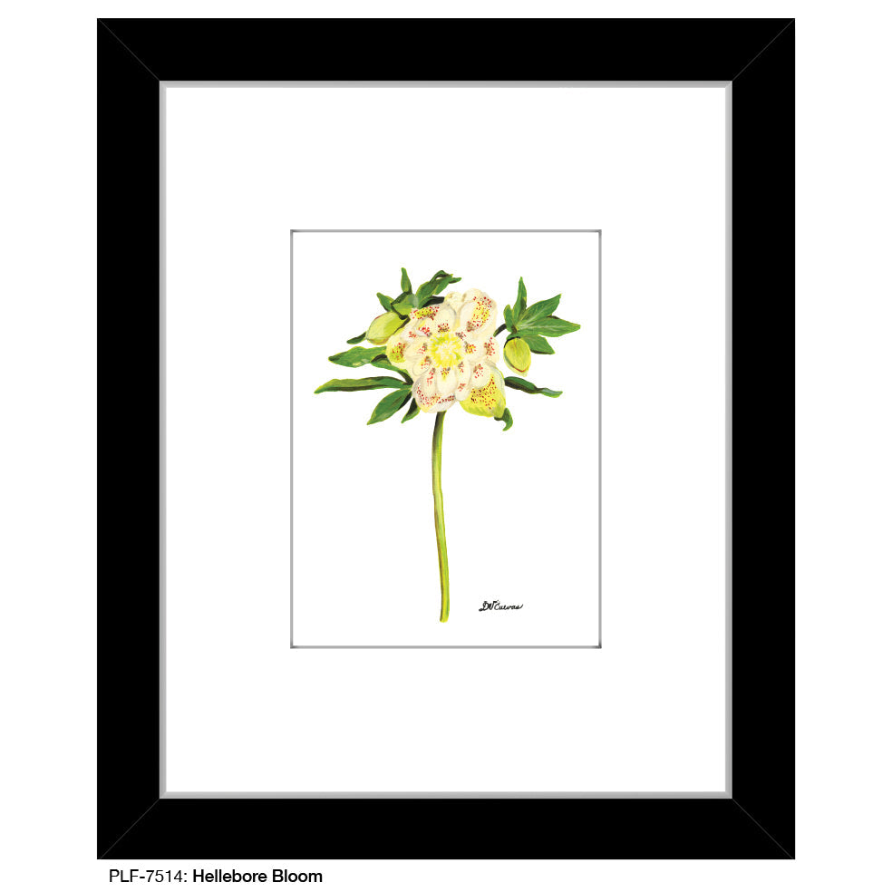 Hellebore Bloom, Print (#7514A)
