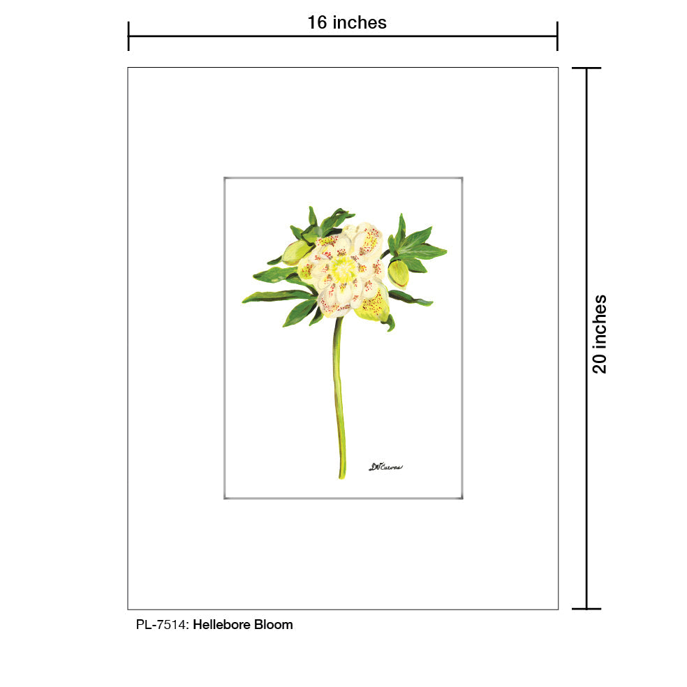 Hellebore Bloom, Print (#7514A)