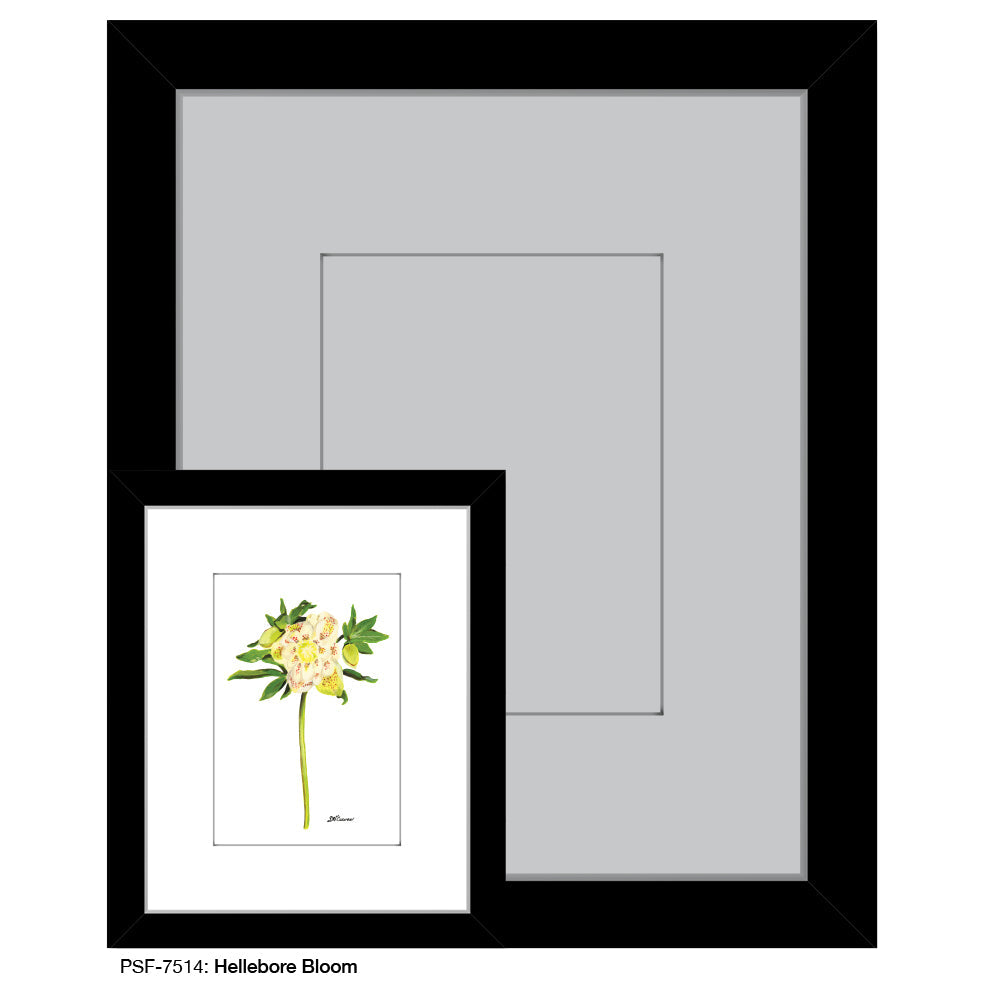 Hellebore Bloom, Print (#7514A)