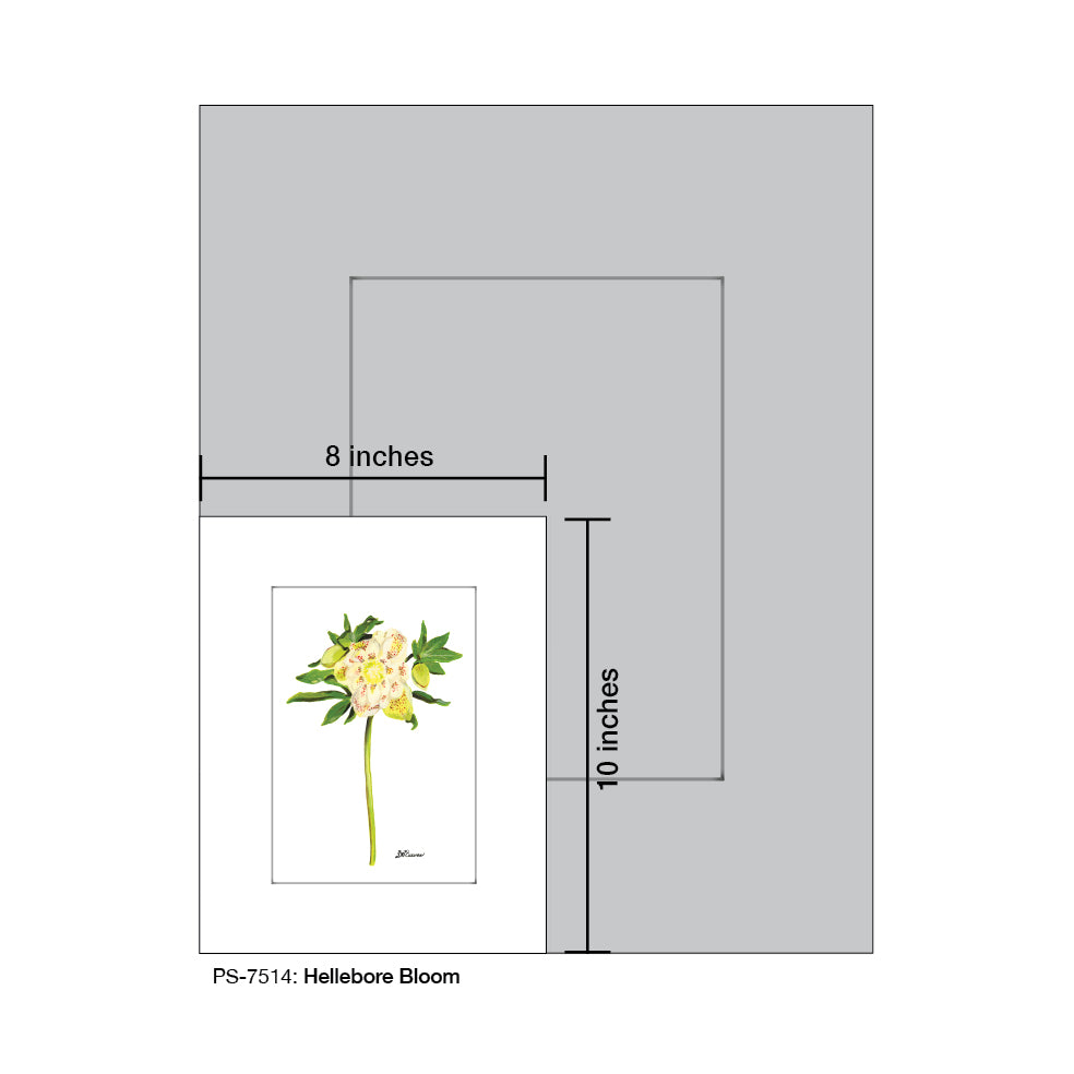 Hellebore Bloom, Print (#7514A)