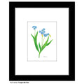 Forget Me Not, Print (#8334F)