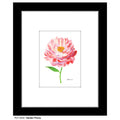 Garden Peony, Print (#8342B)