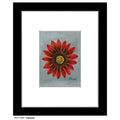 Gazania, Print (#7297A)