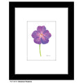 Geranium Rozanne, Print (#8270A)