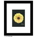 Gerber Bright, Print (#7260D)