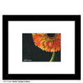 Gerber Orange on Black, Print (#7432A)