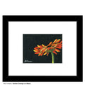 Gerber Orange on Black, Print (#7432C)