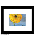 Gerber Sunny, Print (#7498A)