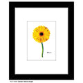 Gerber Yellow Single, Print (#7289A)