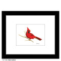 Male Cardinal, Print (#7866H)