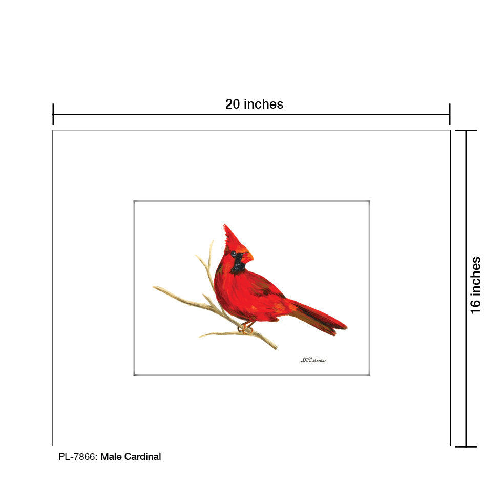 Male Cardinal, Print (#7866H)