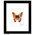 Grace Butterfly, Print (#7646C)
