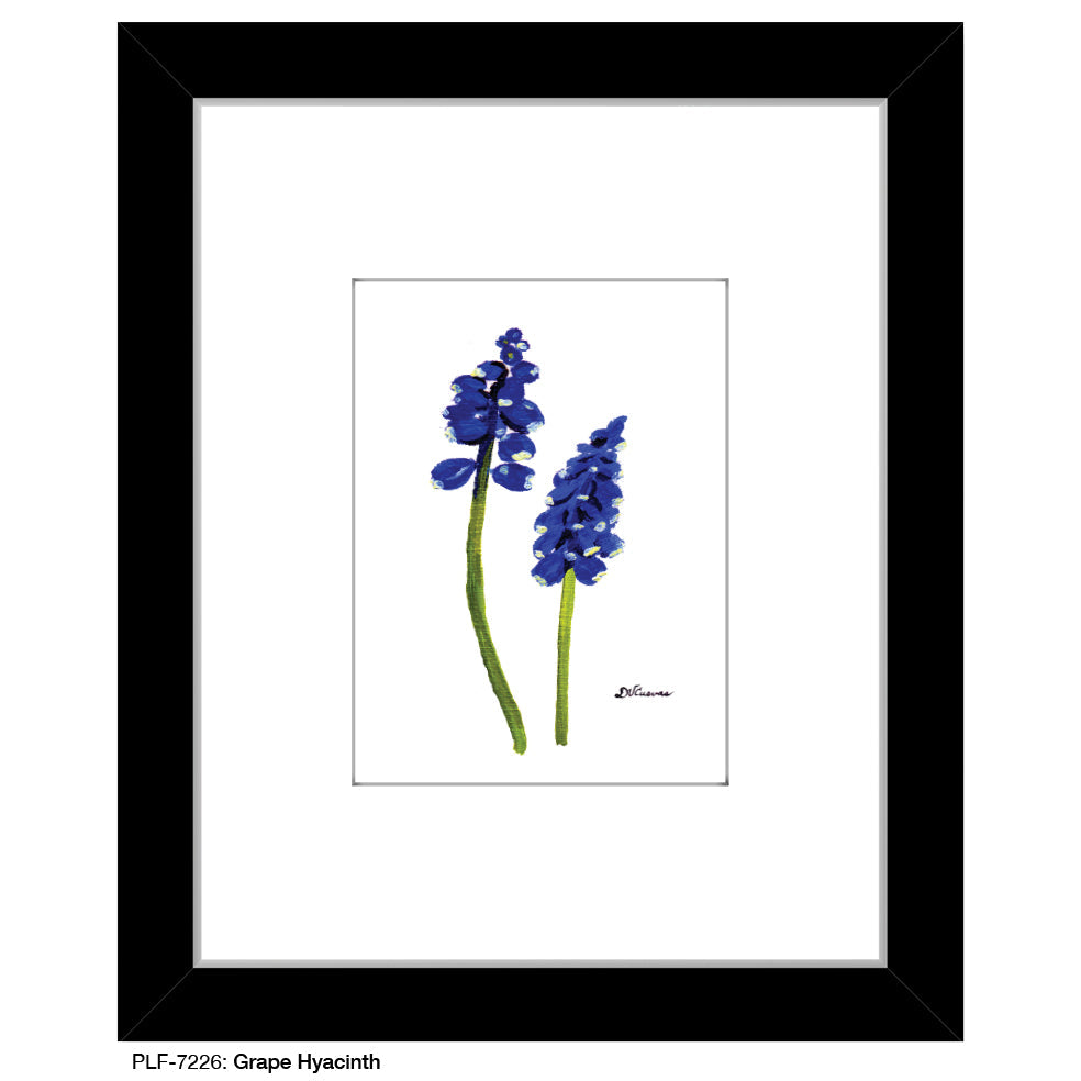 Grape Hyacinth, Print (#7226A)