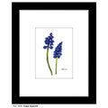 Grape Hyacinth, Print (#7226A)