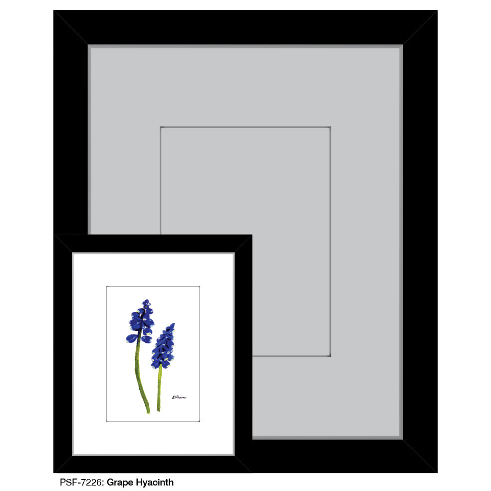 Grape Hyacinth, Print (#7226A)