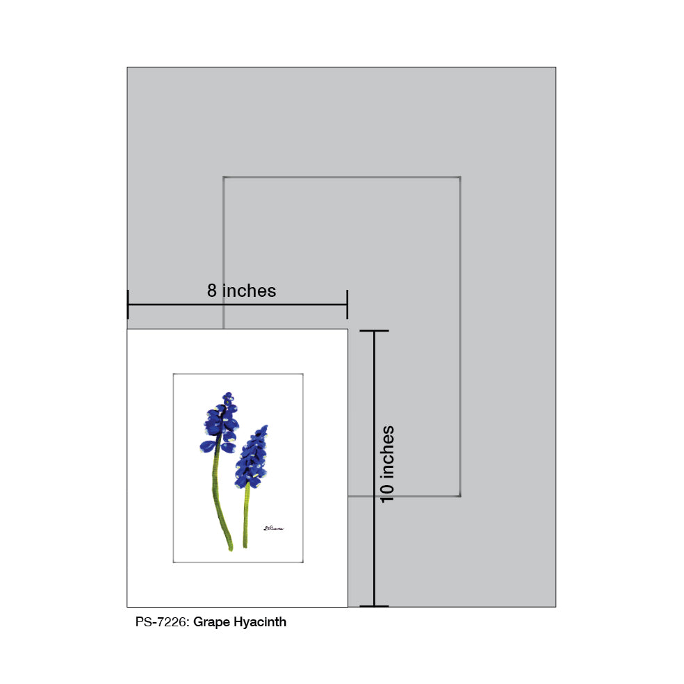 Grape Hyacinth, Print (#7226A)