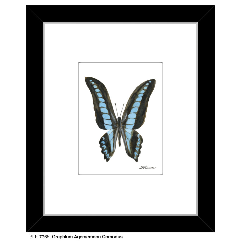 Graphium Agememnon Comodus Butterfly, Print (#7765A)