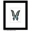 Graphium Agememnon Comodus Butterfly, Print (#7765A)