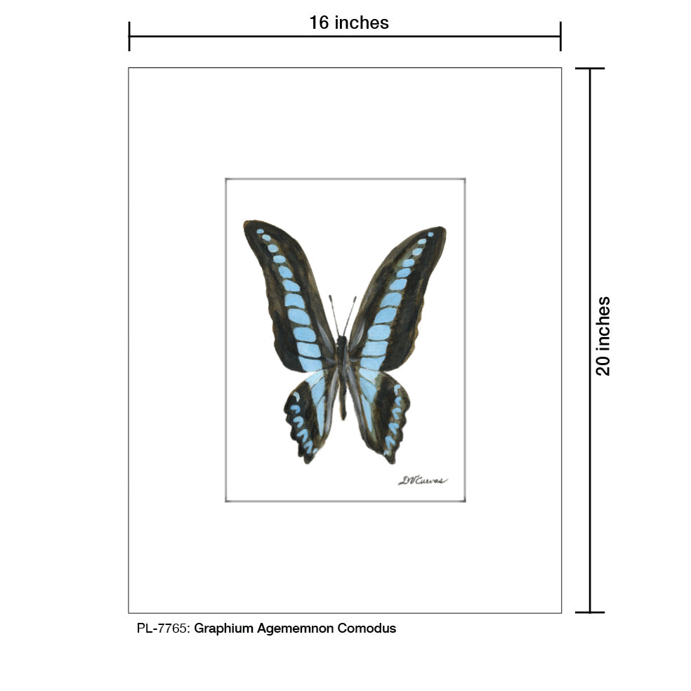 Graphium Agememnon Comodus Butterfly, Print (#7765A)
