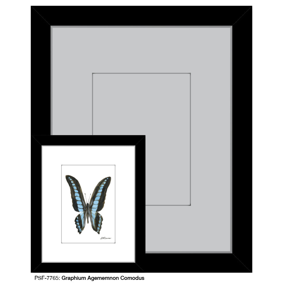 Graphium Agememnon Comodus Butterfly, Print (#7765A)