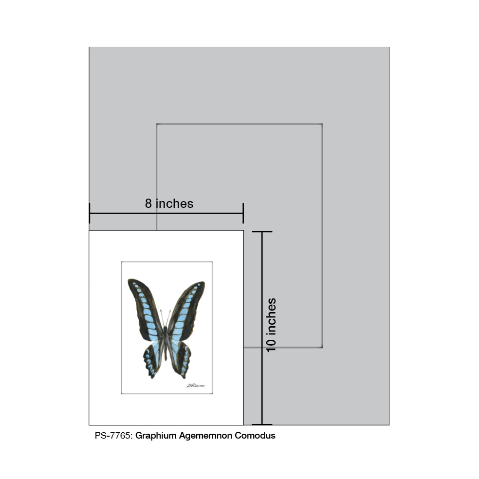 Graphium Agememnon Comodus Butterfly, Print (#7765A)