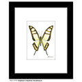 Graphium Cloanthus Sumatranum Butterfly, Print (#7773A)